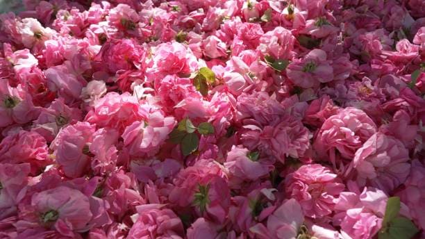 تصویر 4 از گل محمدی ارگانیک برداشت شده از باغ های پاک و بومی